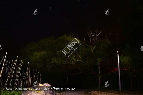 森林夜景
