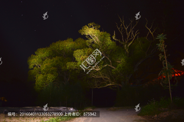 森林夜景