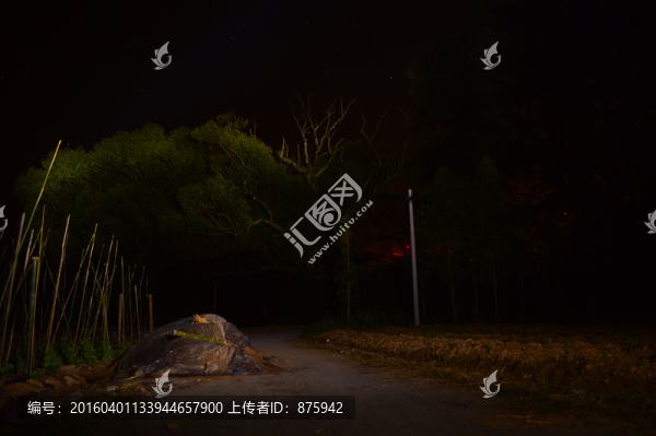 森林夜景