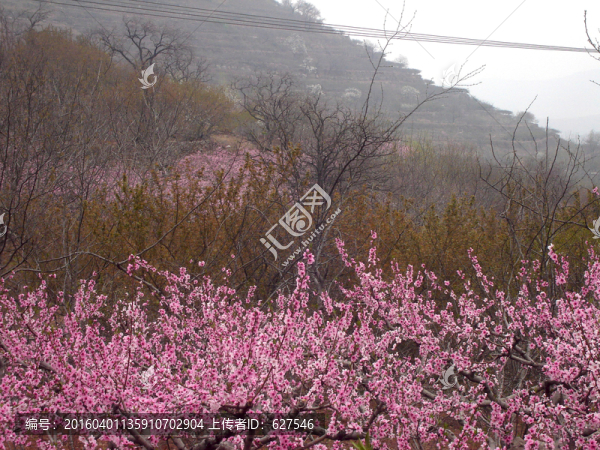 山中桃花