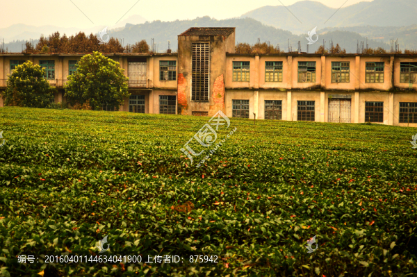 茶場