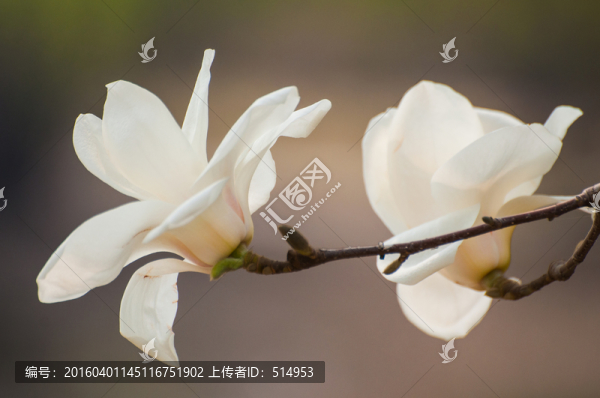 玉蘭