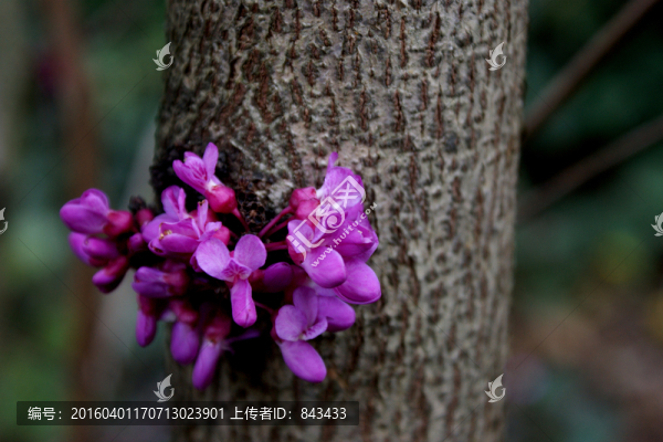 紫荊