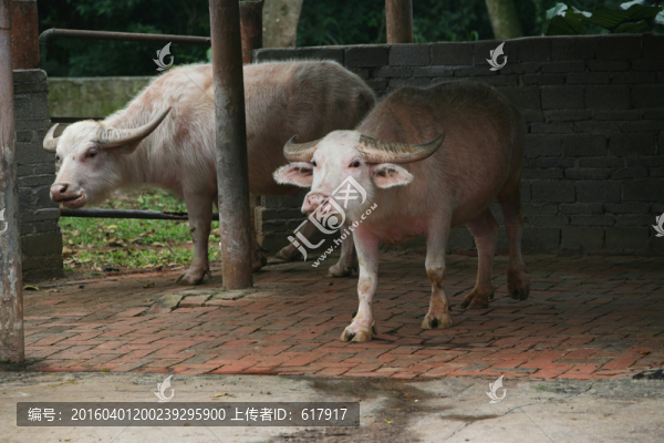 牛,白水牛,動物