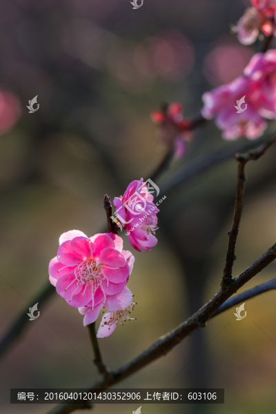 梅花