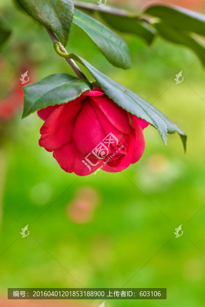茶花,山茶花