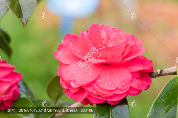 茶花,山茶花
