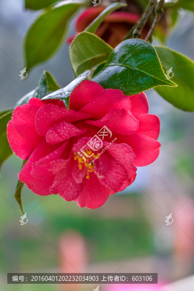 茶花,山茶花