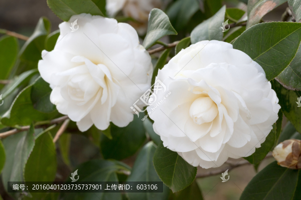 茶花,山茶花