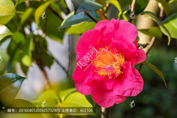 茶花,山茶花
