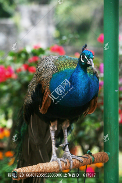 藍(lán)孔雀