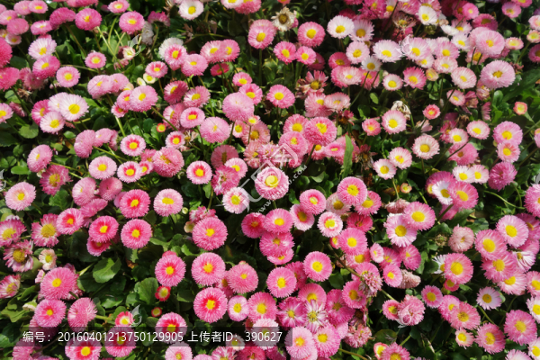 花海