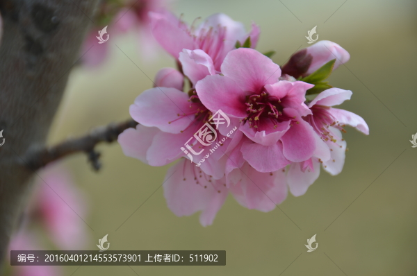 桃花