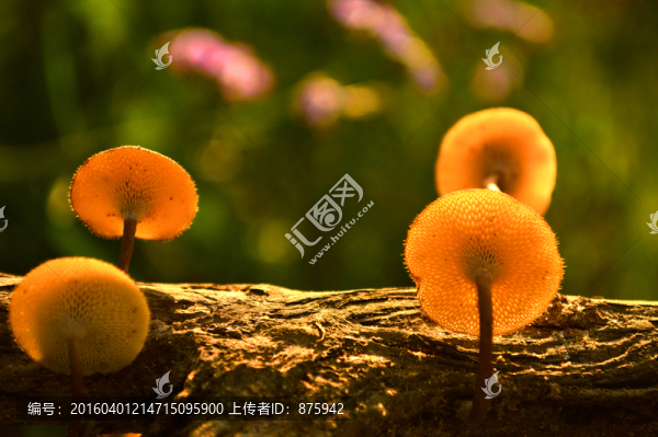 小蘑菇