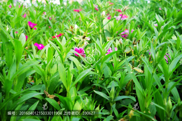花草
