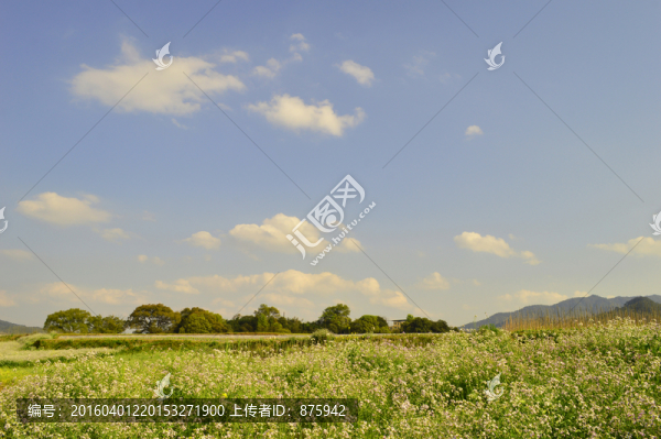 油菜花海