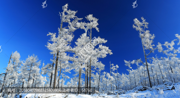 林海雪原