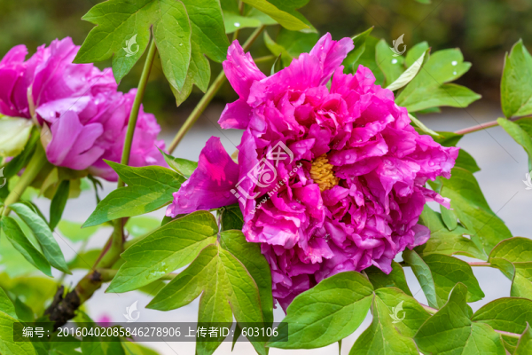 花開富貴,牡丹