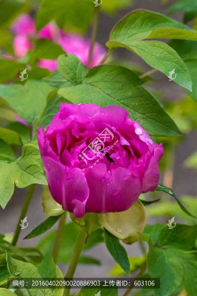 花開富貴,牡丹