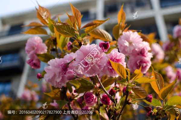 櫻花