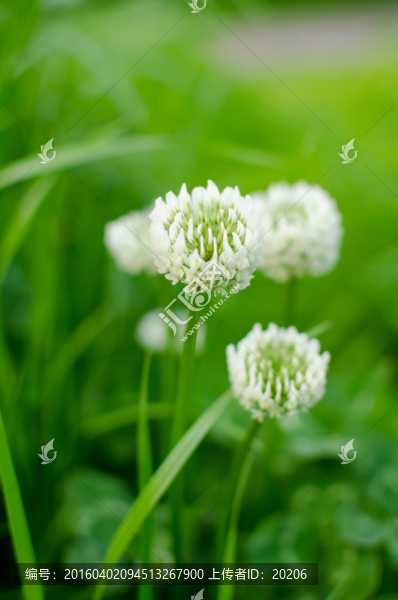 小白花,白色花朵