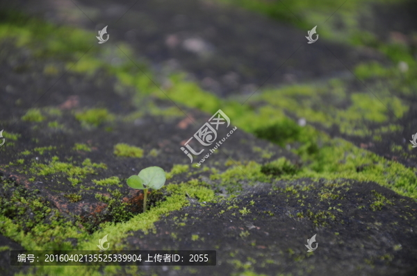 紅磚廠創(chuàng)意園,青磚路面