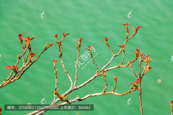 發(fā)芽樹枝