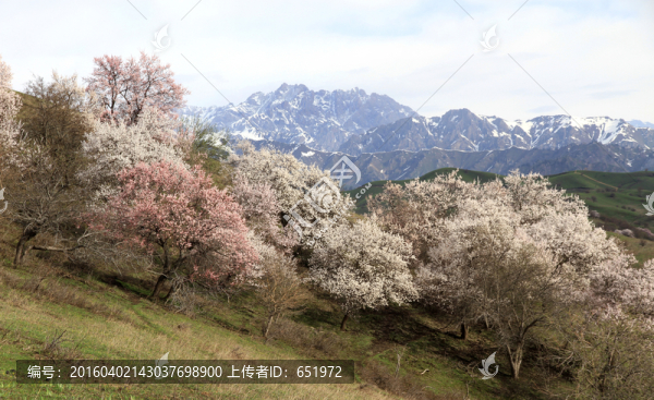 新疆伊犁野杏花