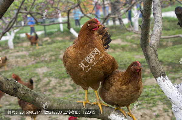 養(yǎng)殖業(yè)