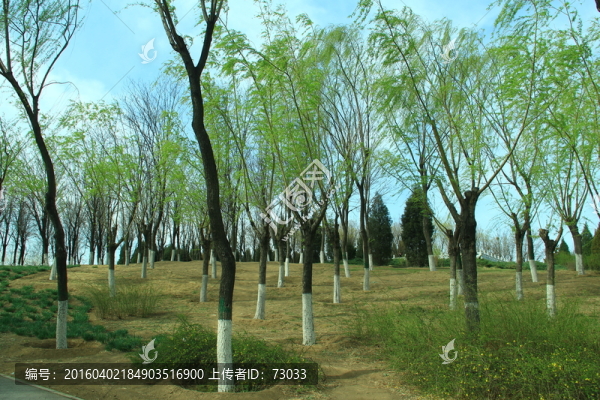 柳樹林