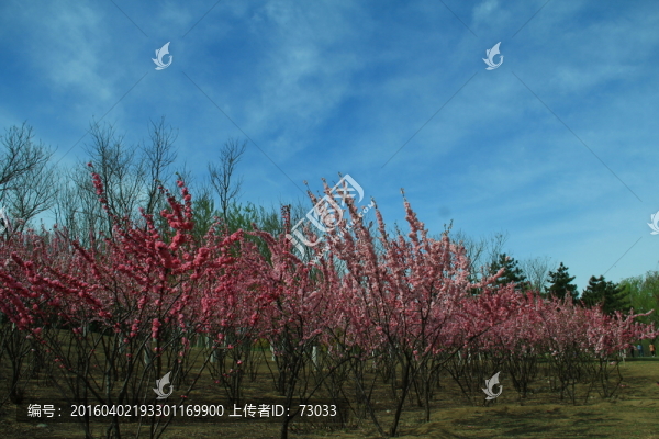榆葉梅
