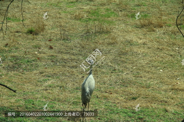 灰鶴