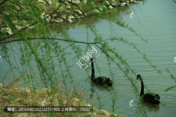 黑天鵝