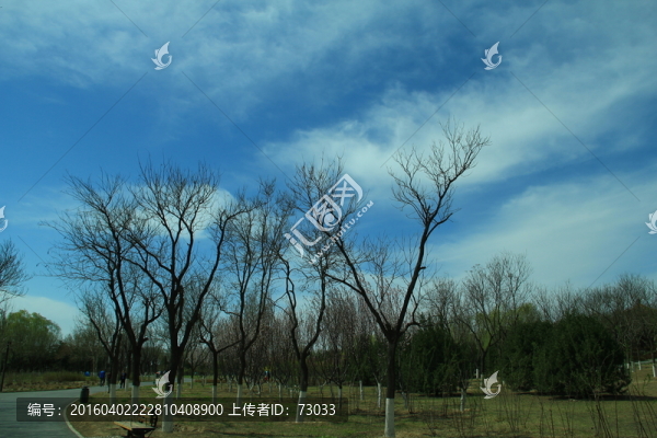 藍天白云樹枝