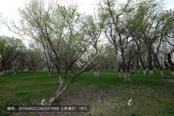 樹林
