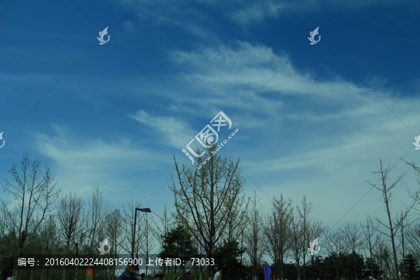 藍(lán)天背景樹枝