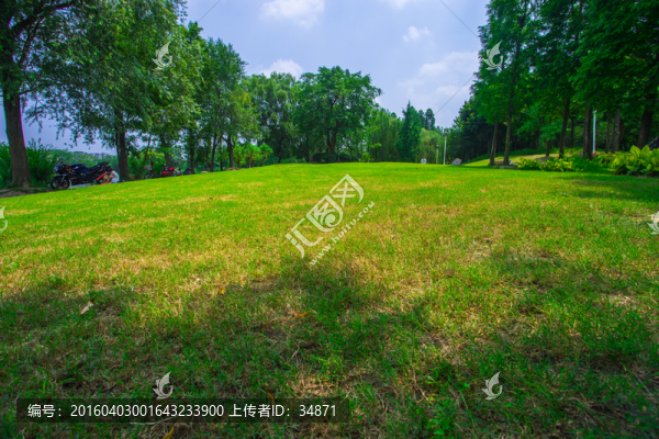 深林,草地,高清
