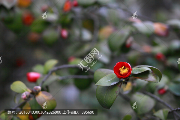 耐冬花