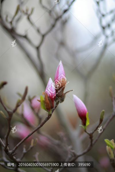 玉蘭花