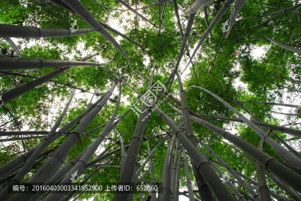 竹林