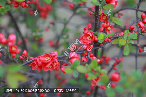 春花