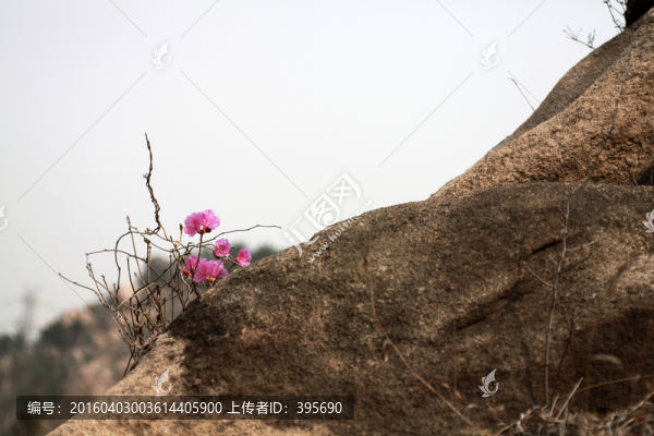 野杜鵑花