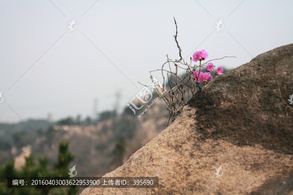 石壁上的野生杜鵑