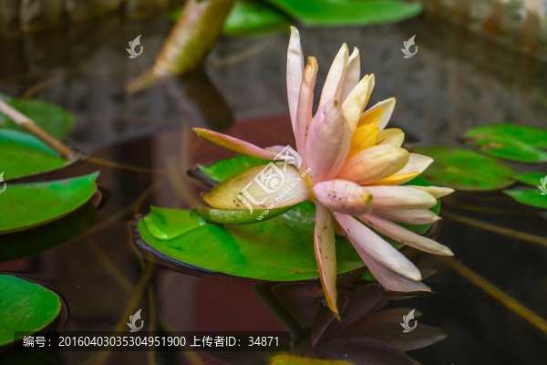 蓮花