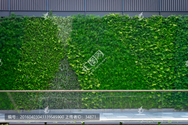 綠色植物景觀墻