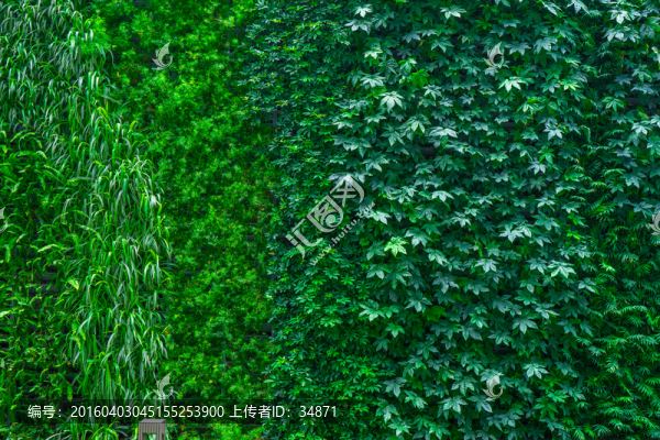 植物背景墻