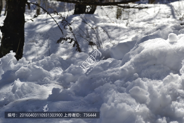 雪地