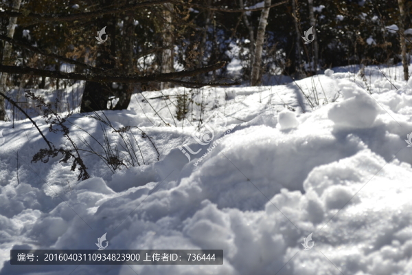 雪地