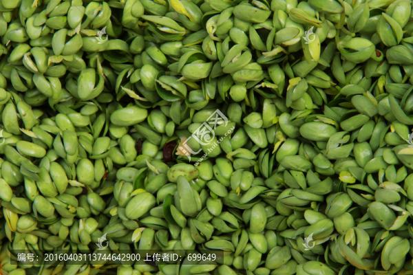 豆芽