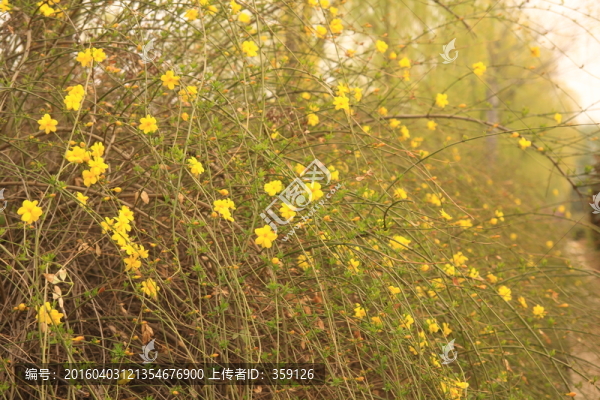 迎春花